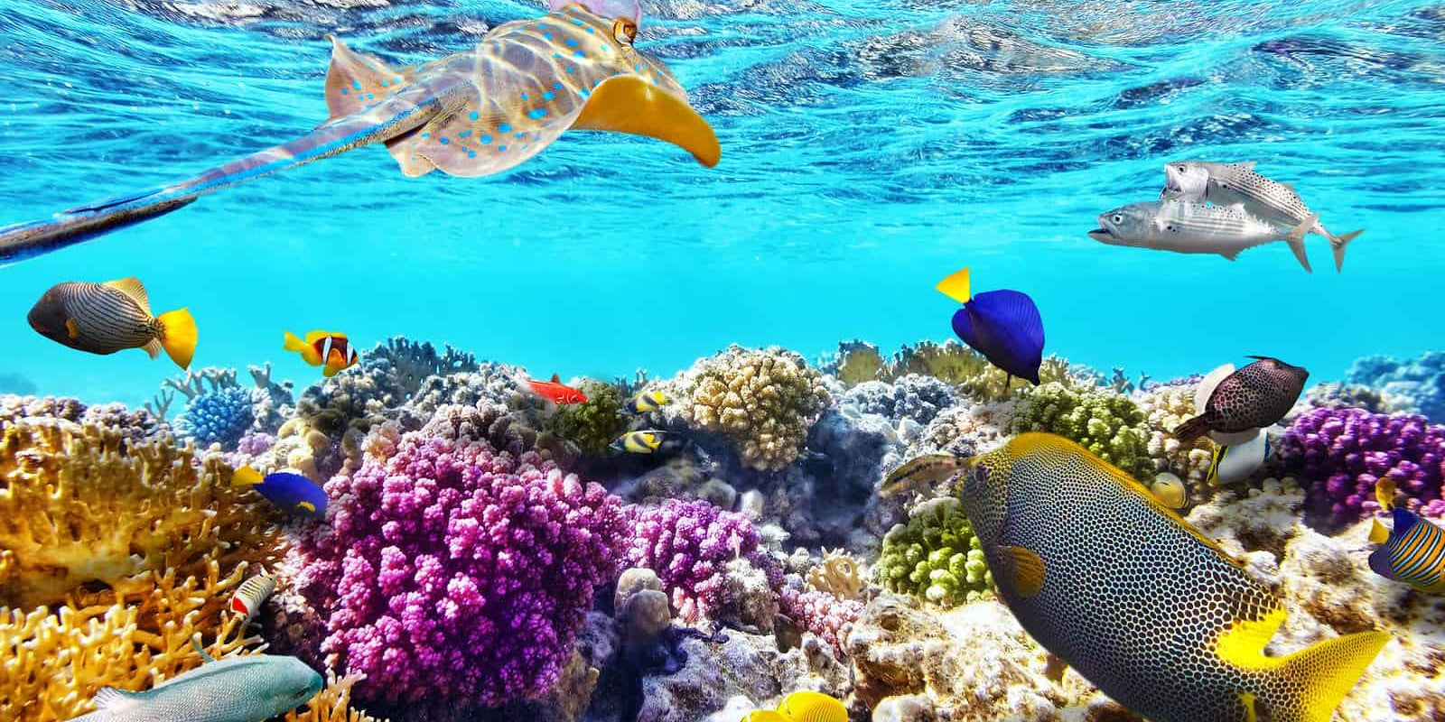 Swimming the Great Barrier Reef, Australia