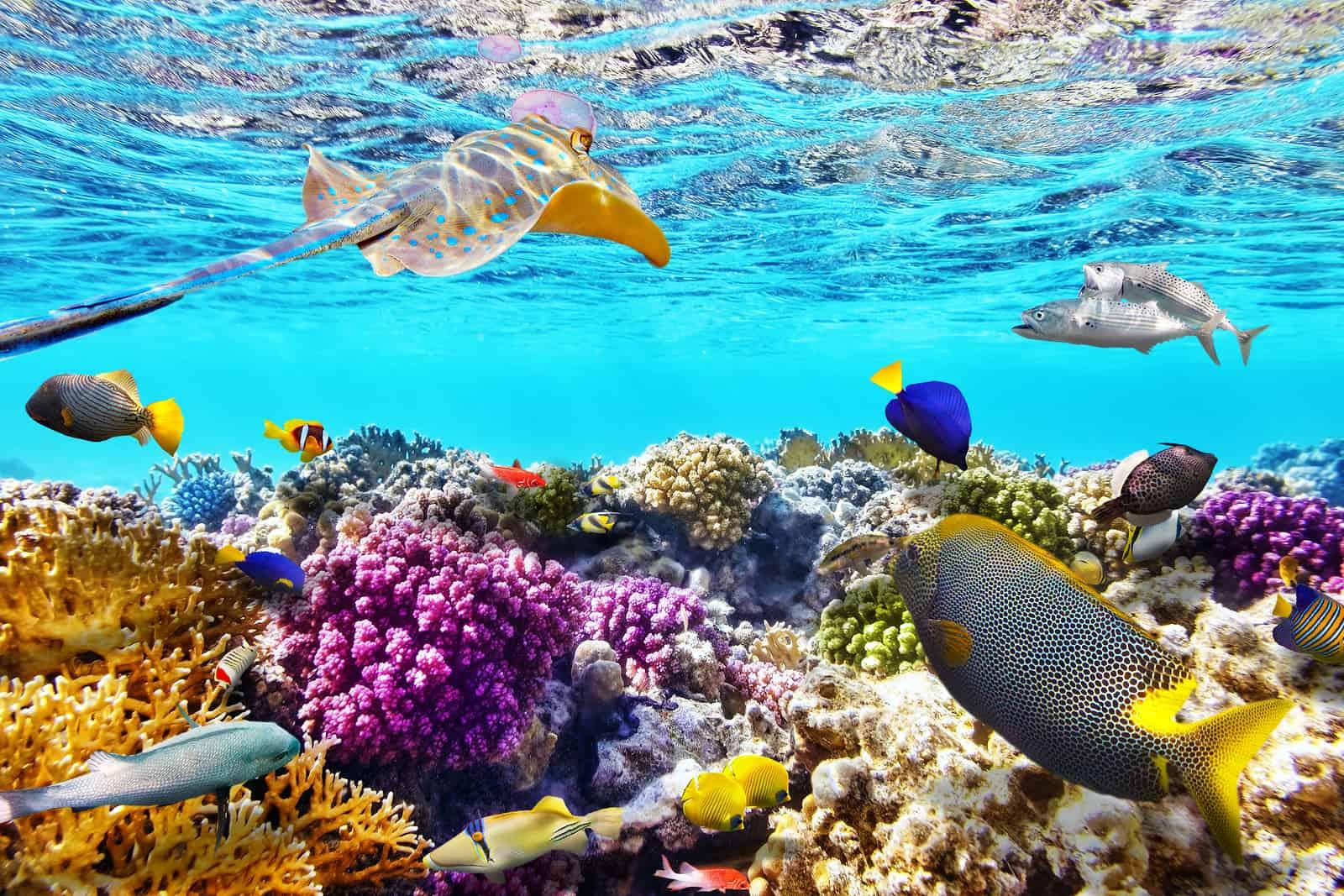 Swimming the Great Barrier Reef, Australia
